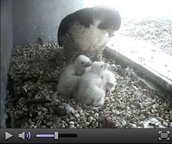 Watch Peregrines Live Webcam